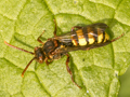 Nomada signata